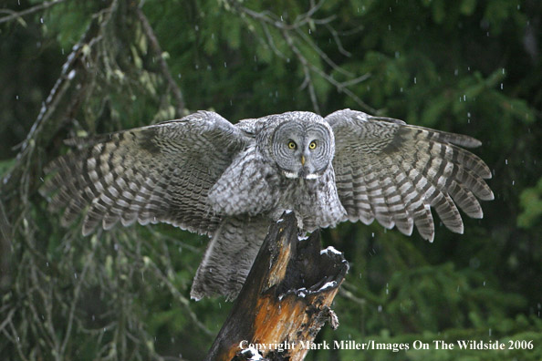 Great Grey Owl.