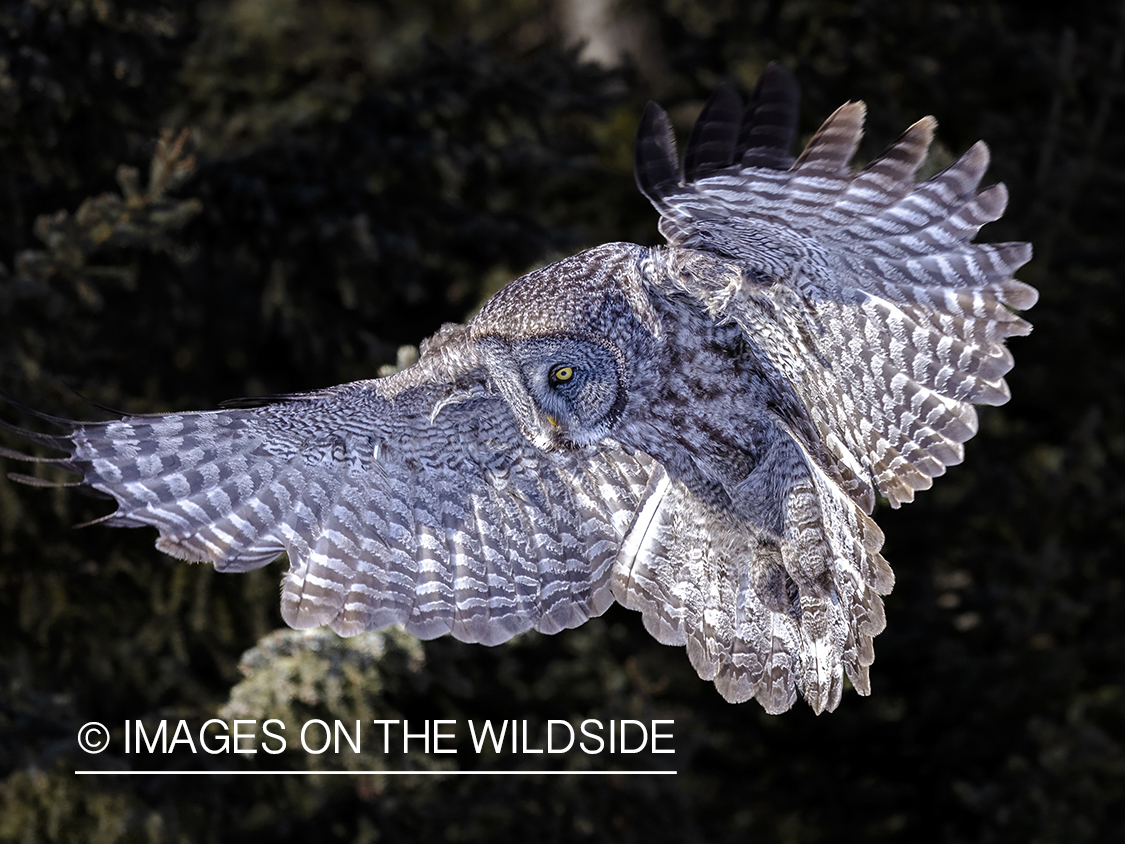 Great Grey Owl in habitat.