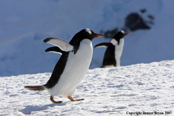 Gentoo Penguin in habitat