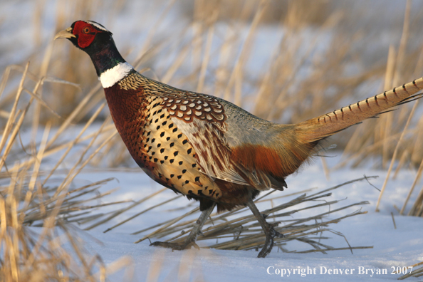 Ring-necked pheasant in habitat