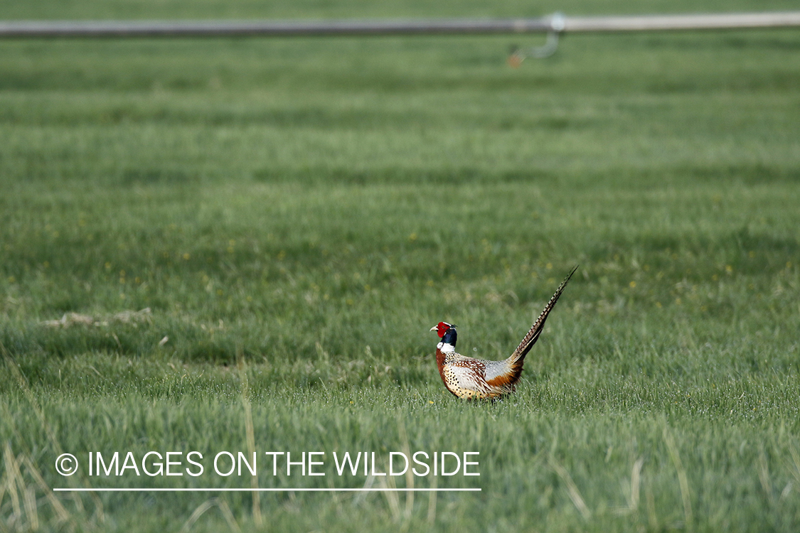 Ring-necked pheasant in grass.