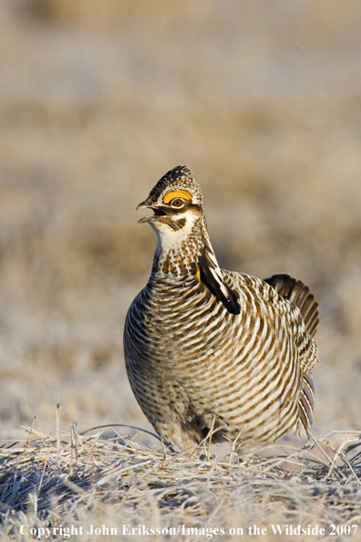 Greater Prairie Chicken in habitat.