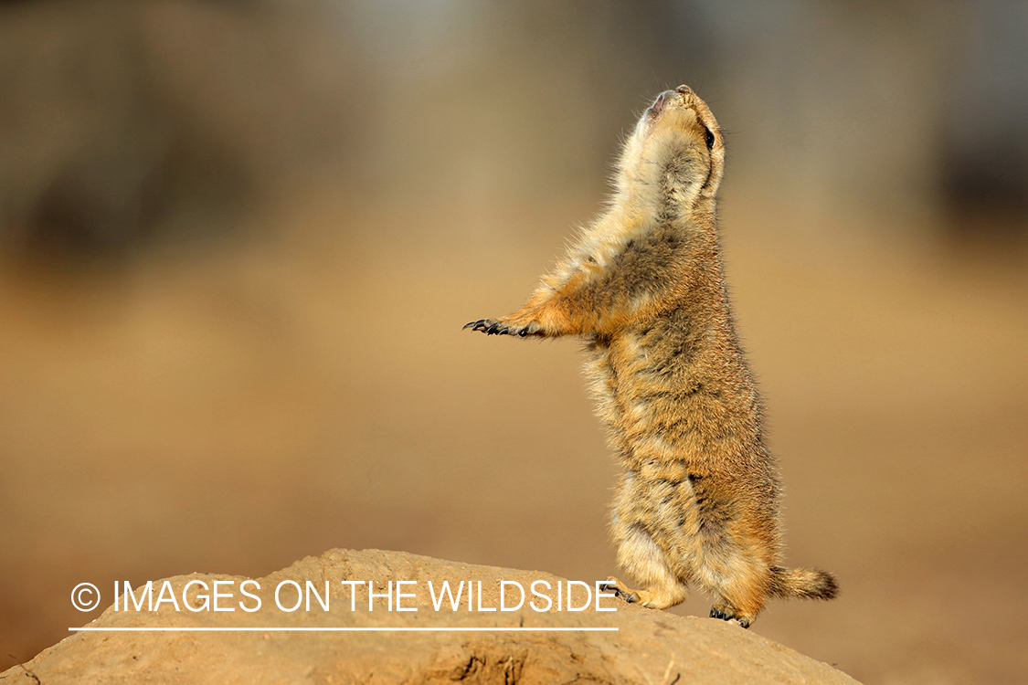 Prairie Dog in habitat. 