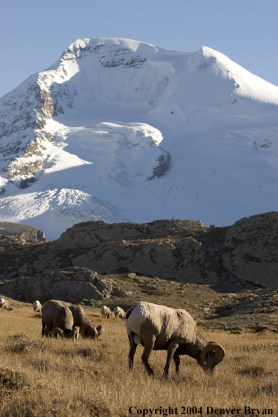 Herd of Rocky Mountain bighorn sheep (rams).