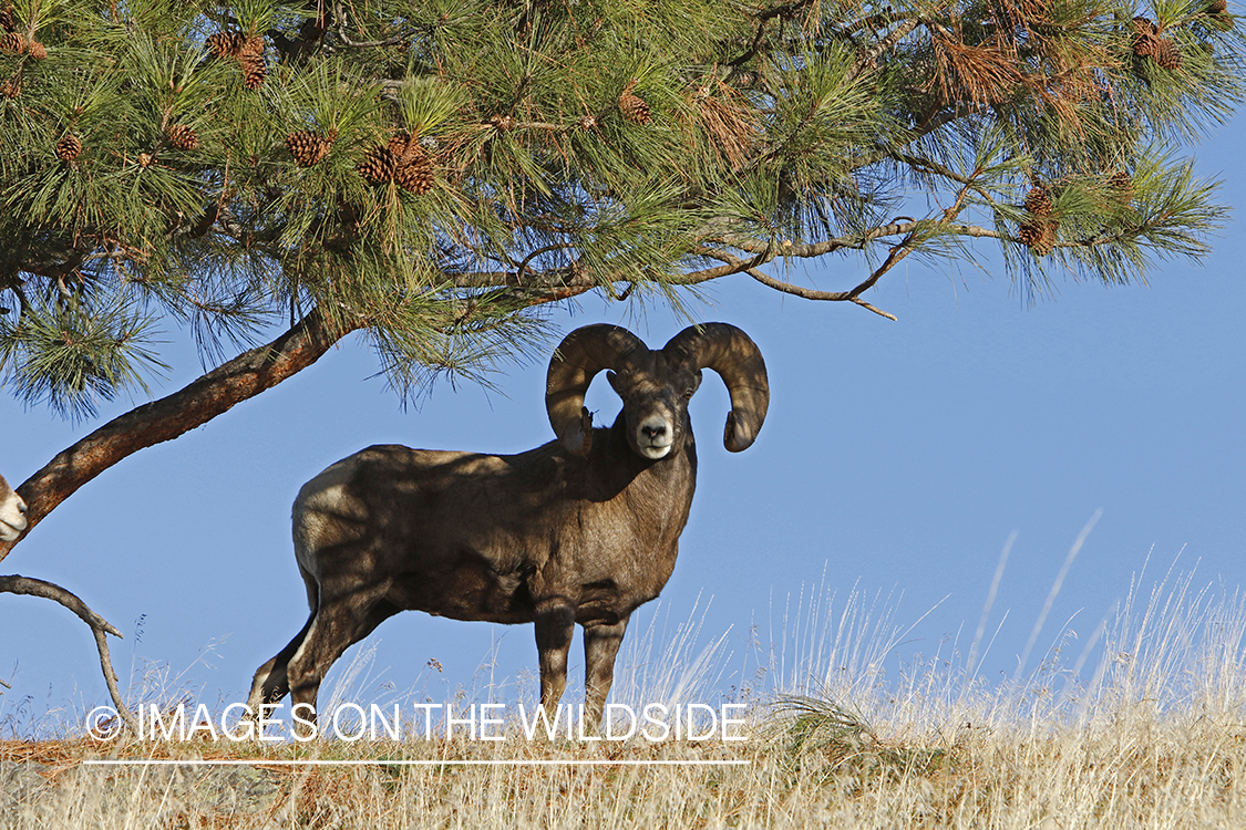 Rocky Mountain bighorn sheep in field.