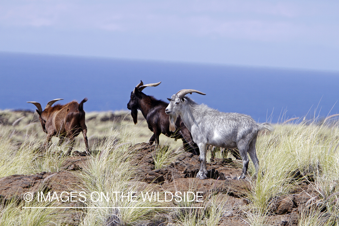 Herd of hawaiian feral goats in habitat.