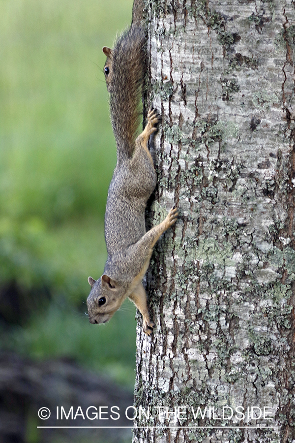 Gray squirrel in habitat.