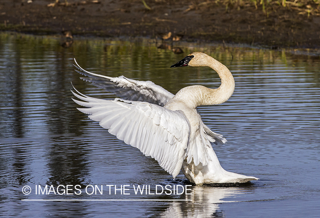 Trumpeter Swan in habitat