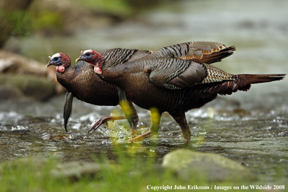 Eastern Wild Turkey