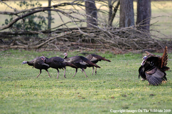 Eastern Wild Turkeys in habitat