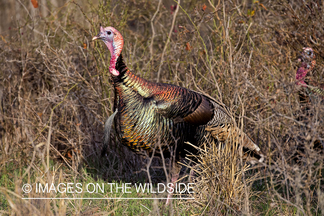 Rio Grande Turkey in habitat.