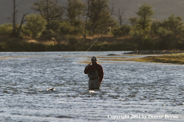 Flyfisherman with trout on line.