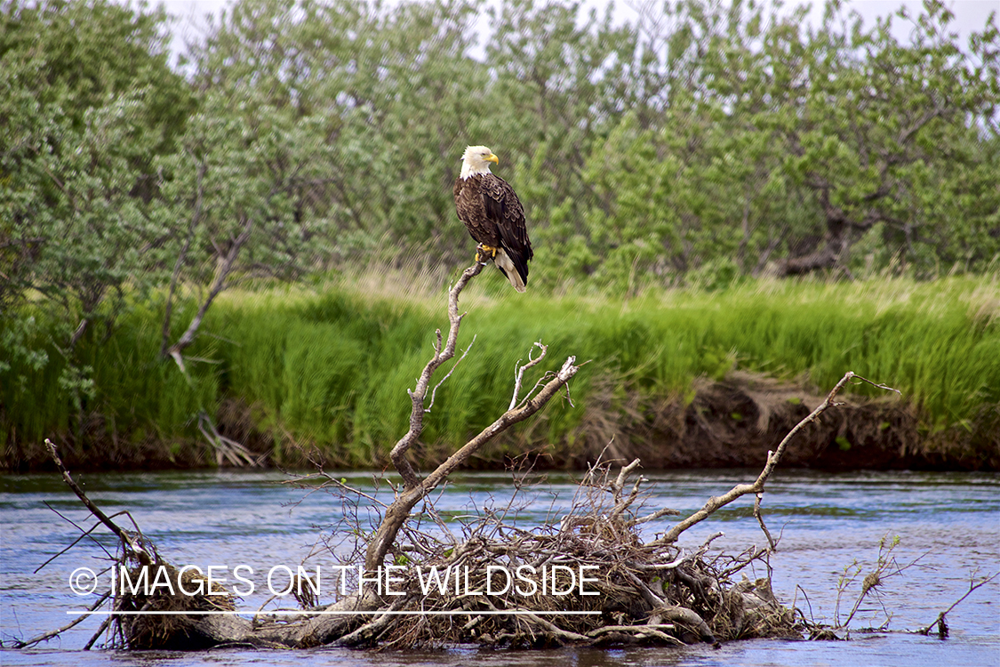 Bald Eagle on fallen tree.