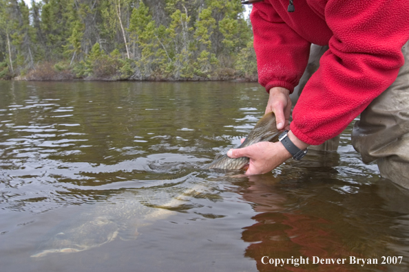 Flyfisherman releasing lake trout (close up of trout).