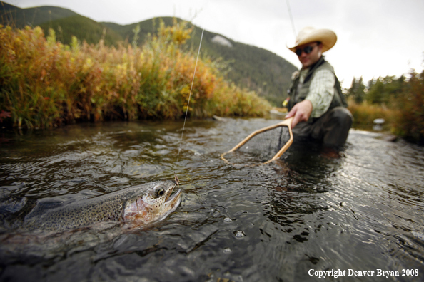 Flyfisherman Bringing in Rainbow Trout