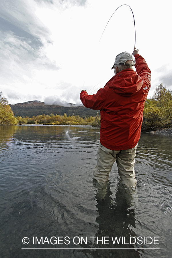 Flyfisherman with fish on line. 