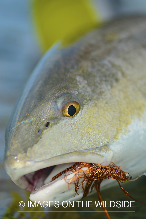 Flyfisherman releasing redfish.