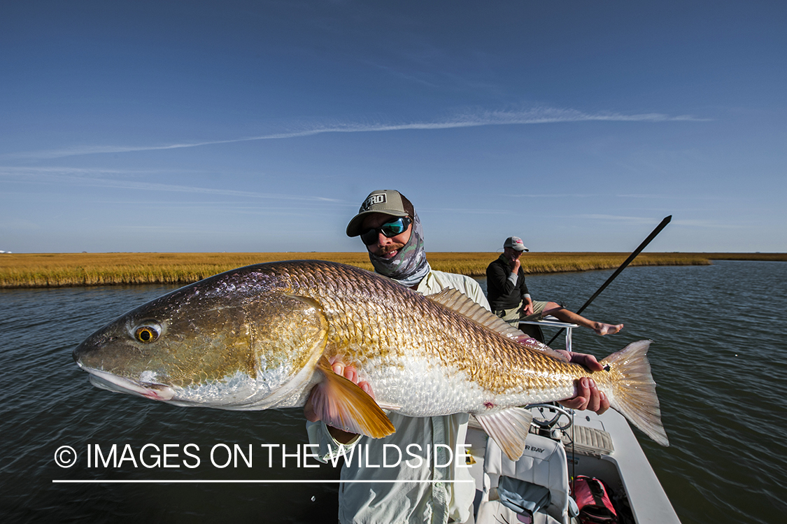 Saltwater flyfisherman with redfish.