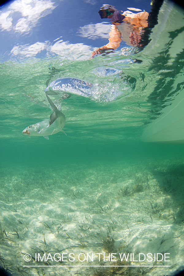 Flyfisherman releasing bonefish.