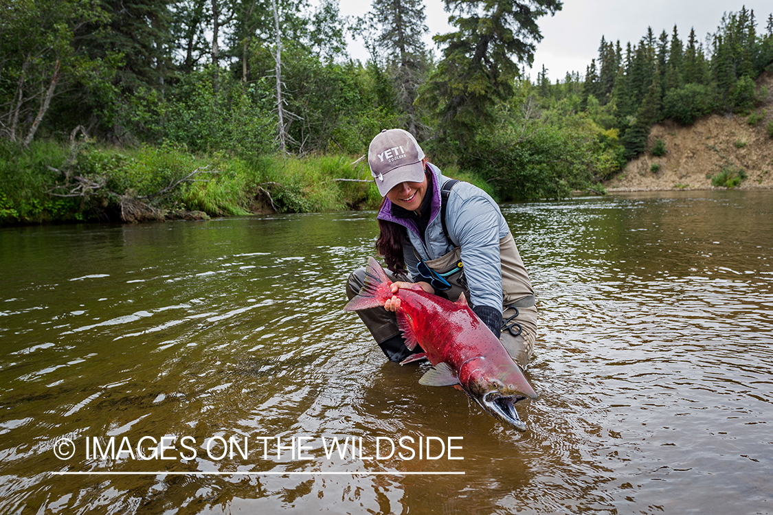 Flyfisher Camille Egdorf releasing King salmon. 