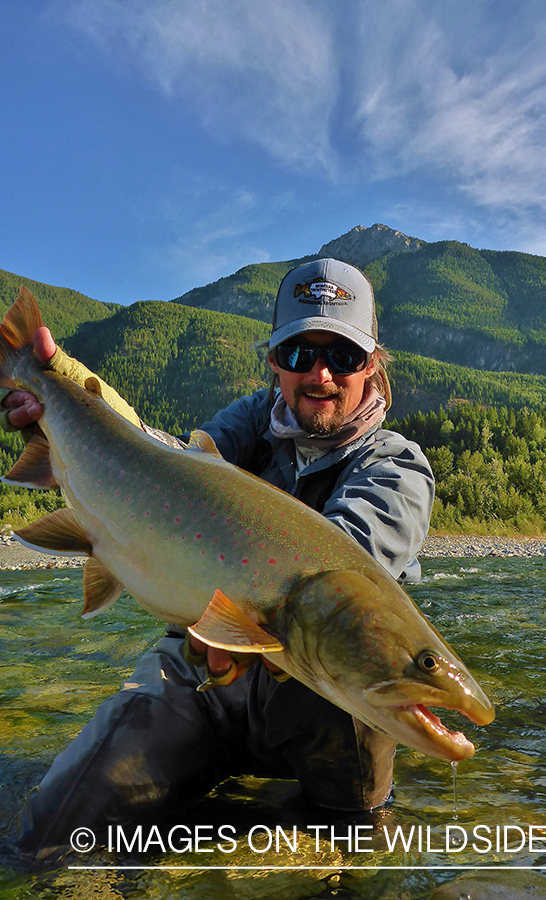 Flyfisherman releasing bull trout.