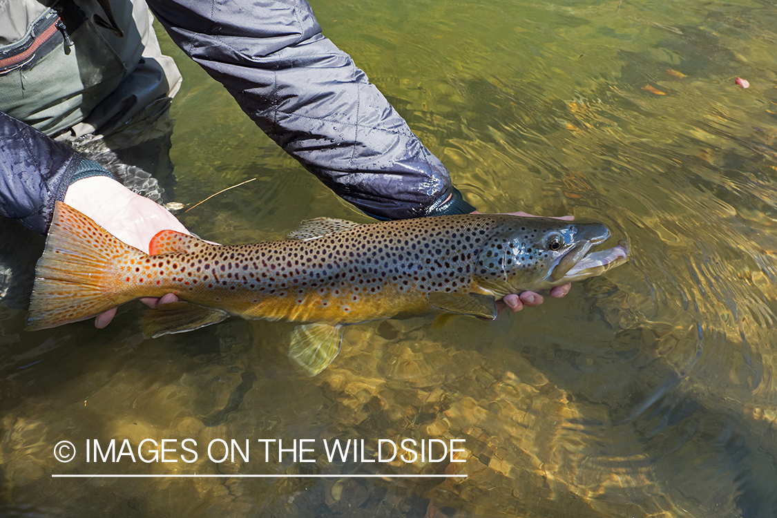 Flyfisherman releasing Brown Trout.