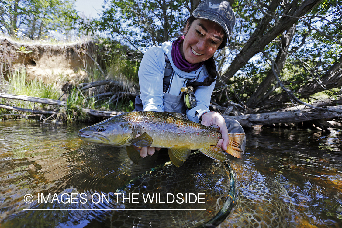 Flyfishing woman releasing brown trout.