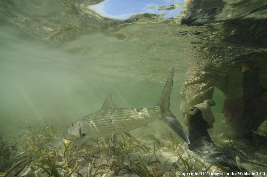 Flyfishing for bonefish.