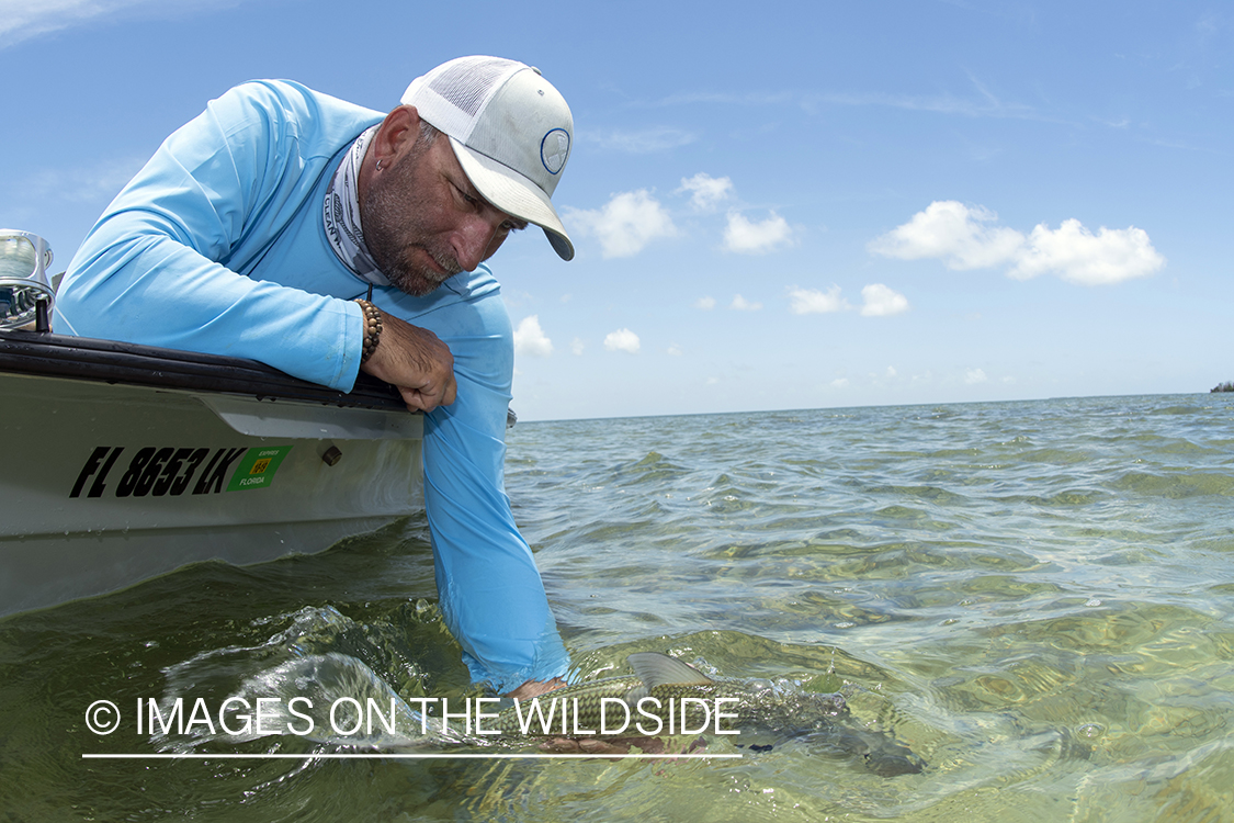 Flyfisherman releasing bonefish.