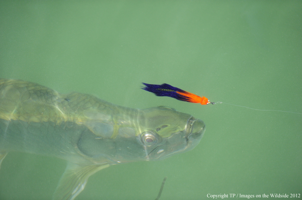 Tarpon chasing fly. 