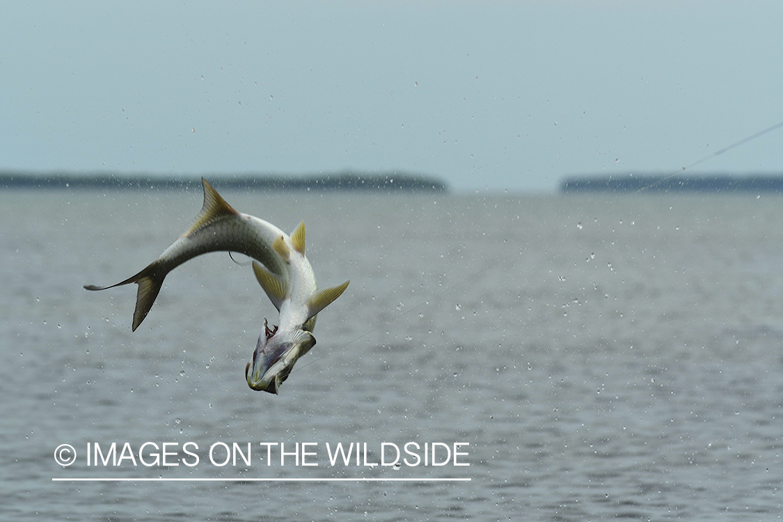 Tarpon on the line jumping.