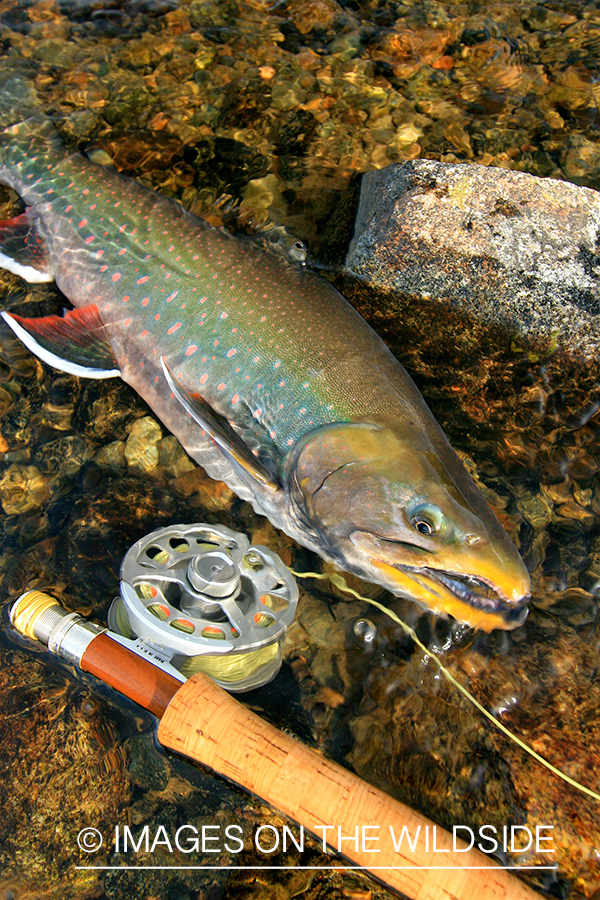 Artic Char being released