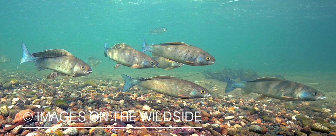 Grayling underwater.