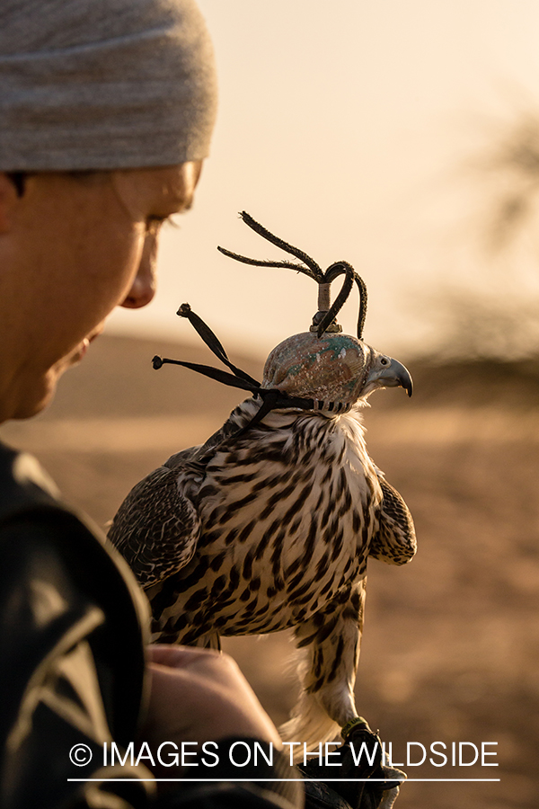 Falconer with falcon.