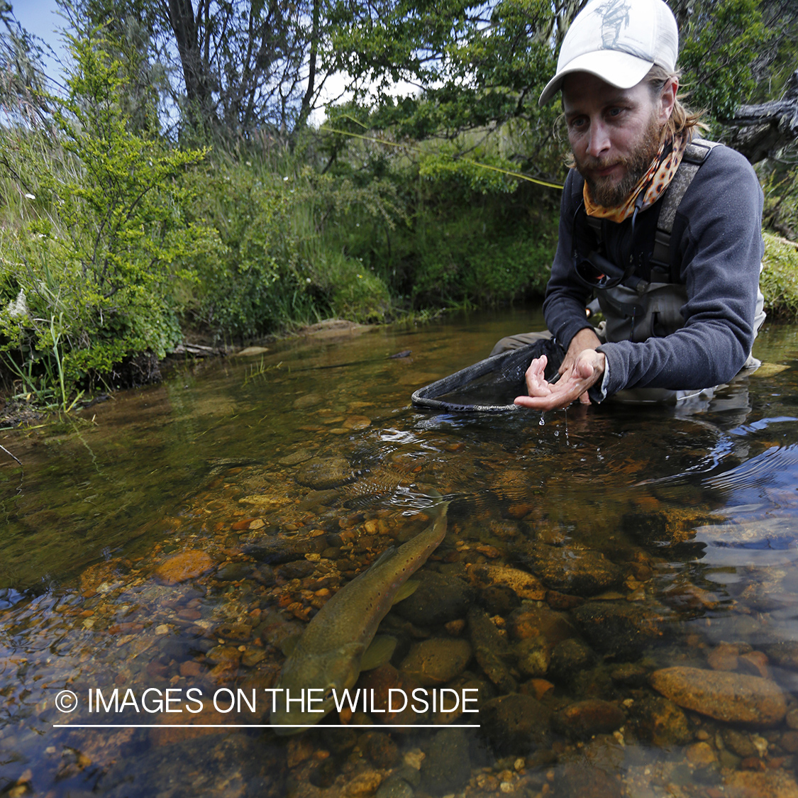 Flyfisherman releasing brown trout.