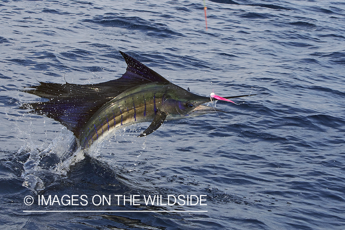 Deep sea fisherman fighting jumping sailfish.