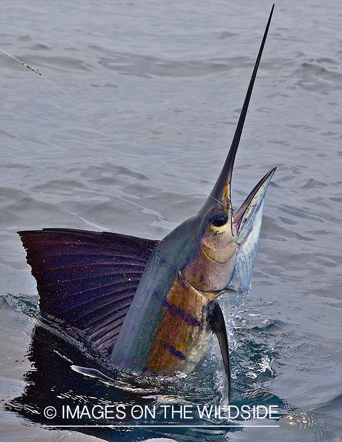 Jumping sailfish on line deep sea fishing.