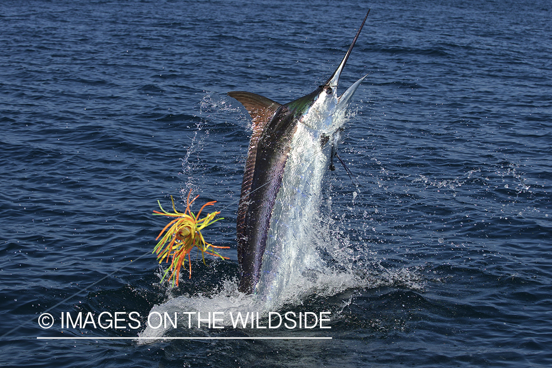 Deep sea fisherman fighting jumping blue marlin.
