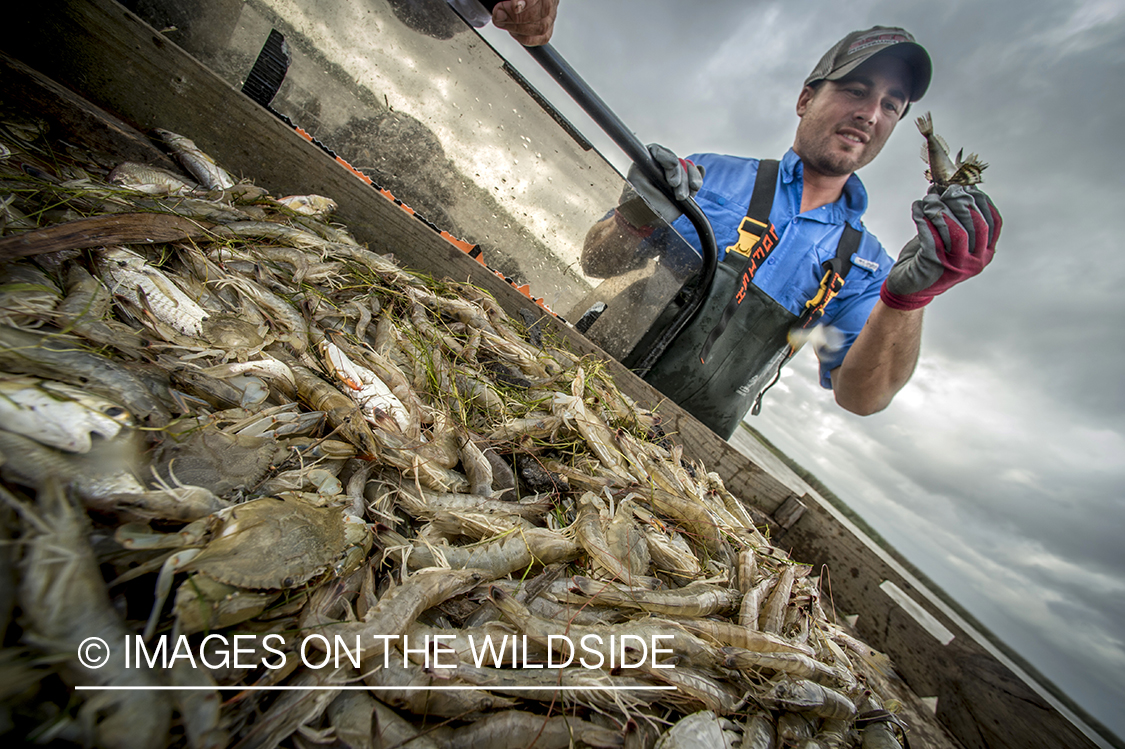 Fisherman picking shrimp for bate.