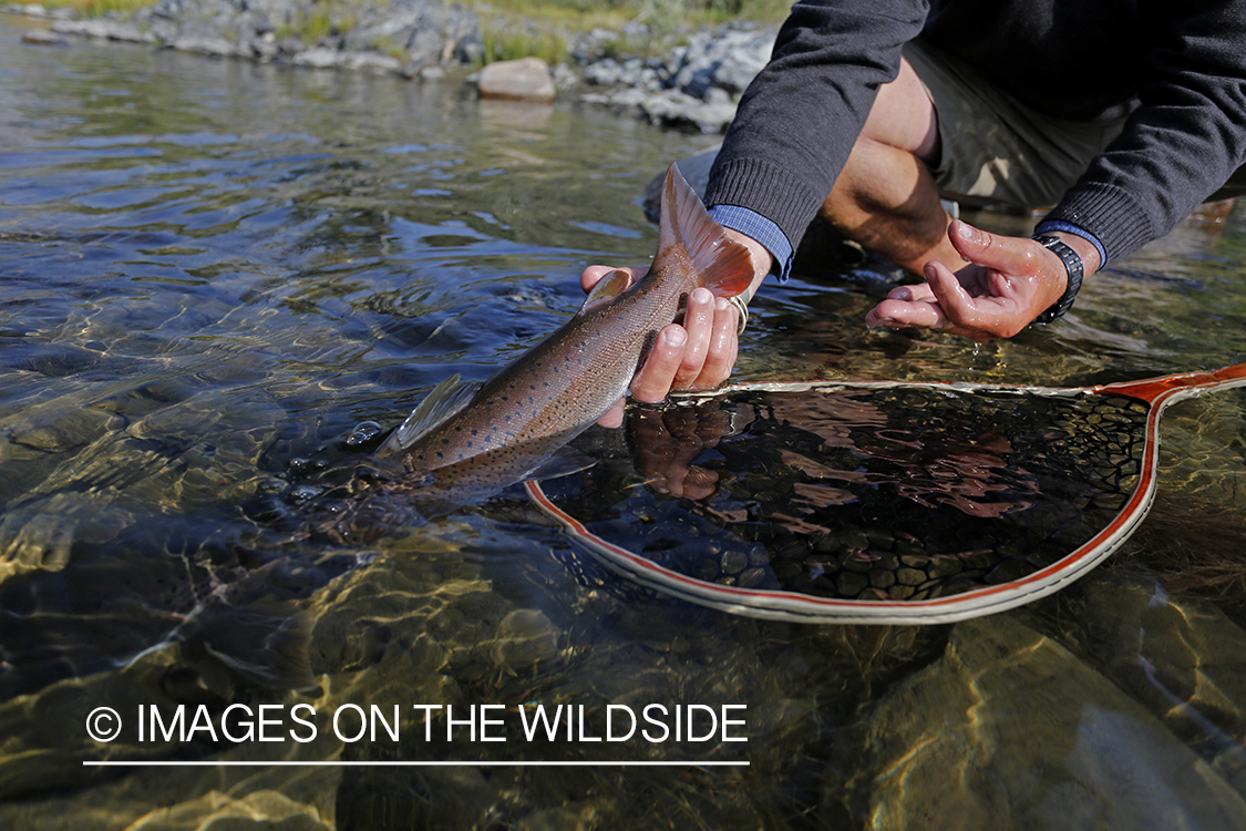 Flyfisherman releasing Taimen on Delger River, Mongolia.