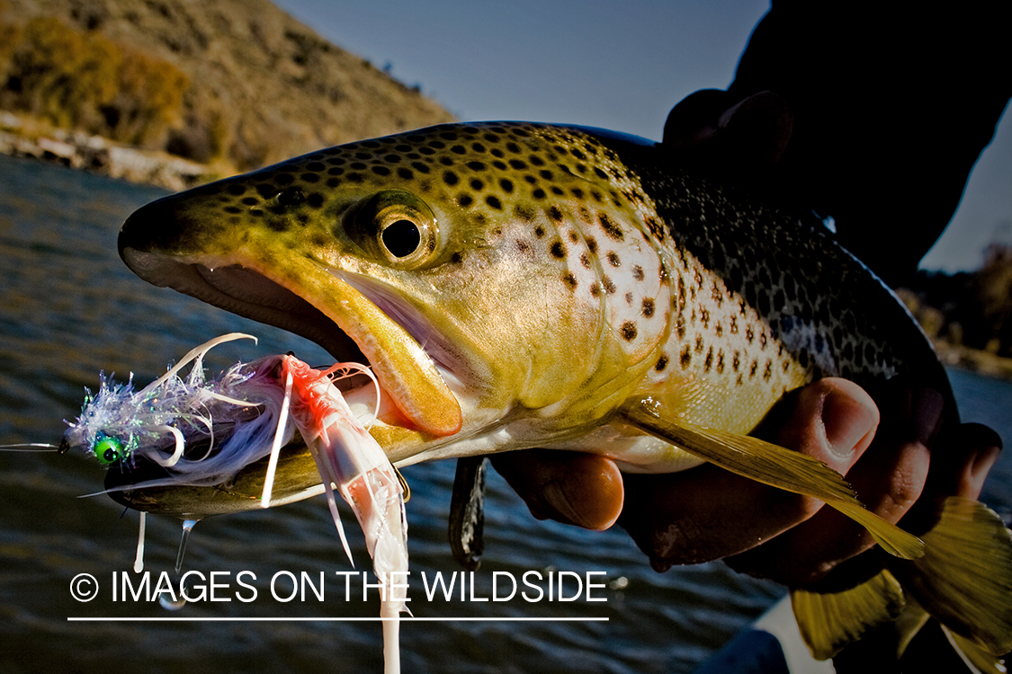 Brown trout with fly in mouth.