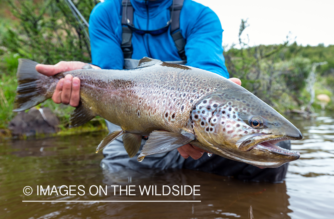 Flyfisherman releasing trout.