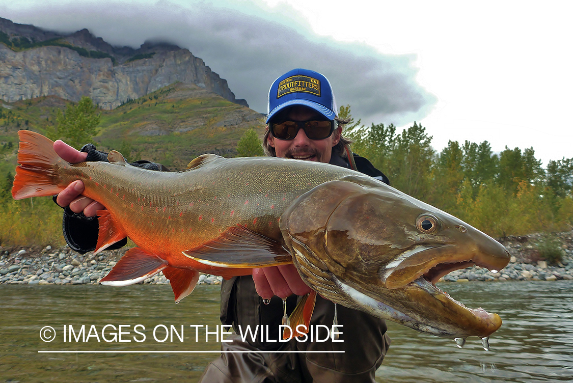 Flyfisherman with bull trout.