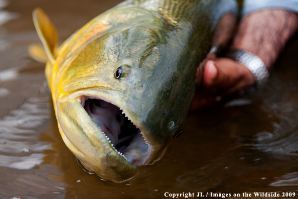 Golden Dorado fish species