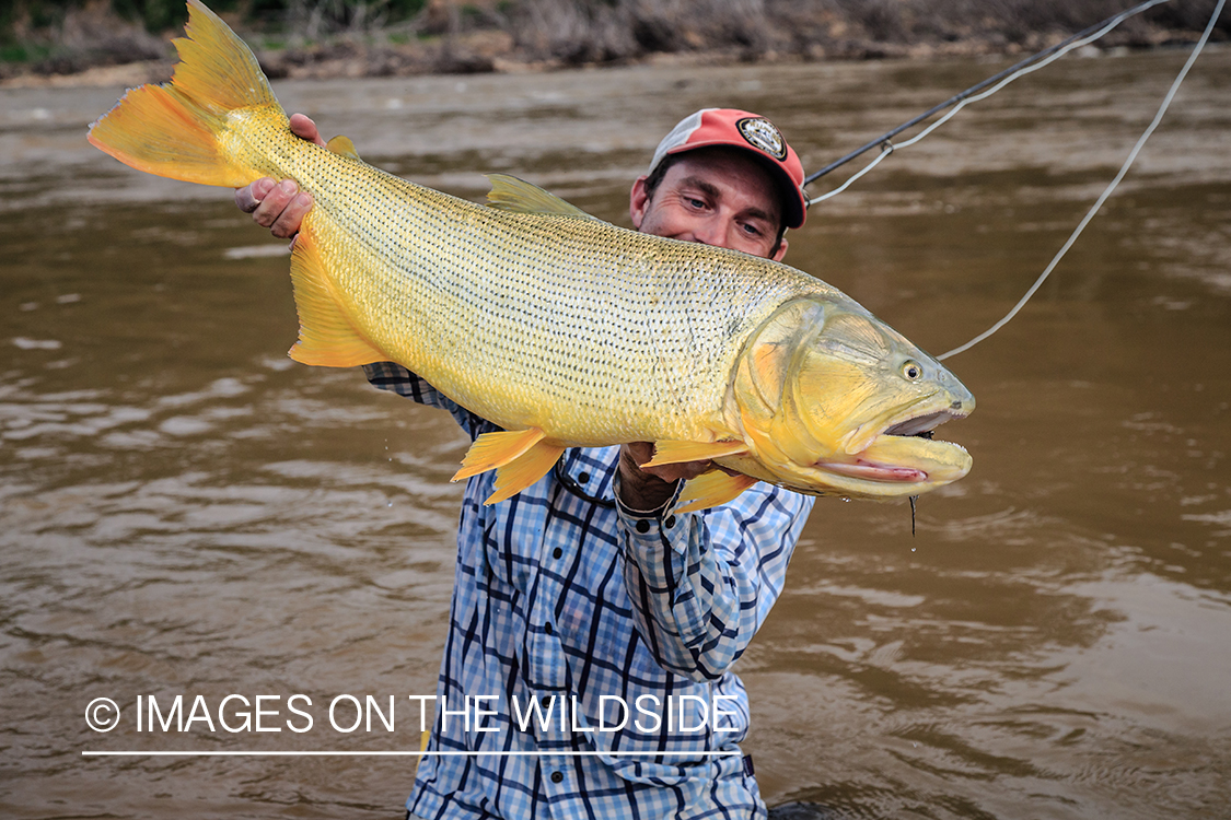 Flyfishing for Golden Dorado in Bolivia.