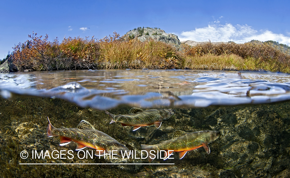 Brook trout in habitat.