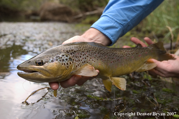 Flyfisherman holding/releasing brown trout.  Closeup of trout.