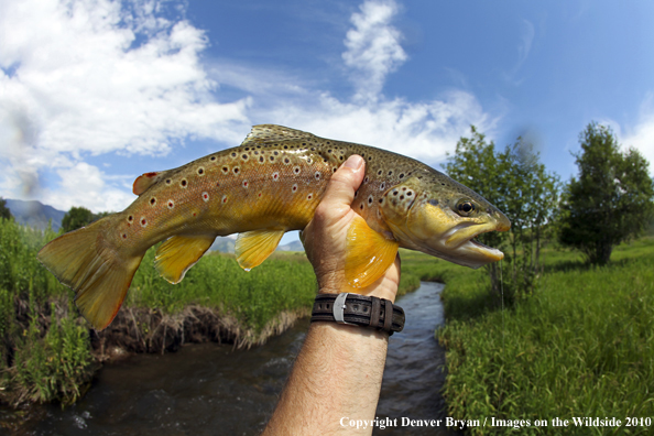 Flyfisherman holding brown trout