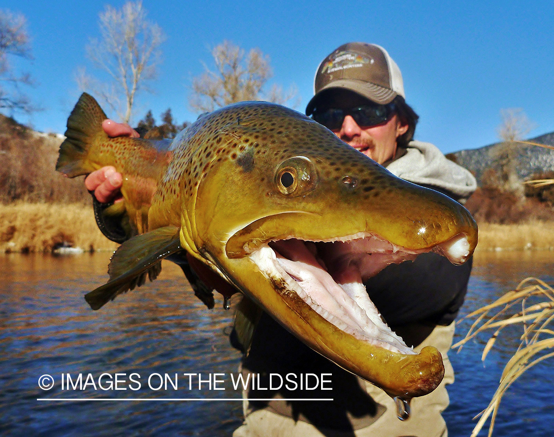 Flyfisherman with brown trout.