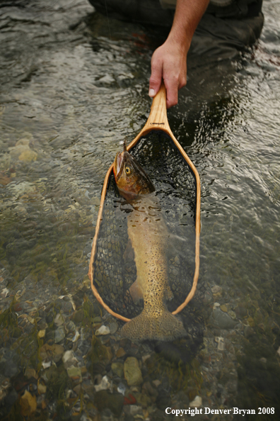 Cutthroat Trout In Net